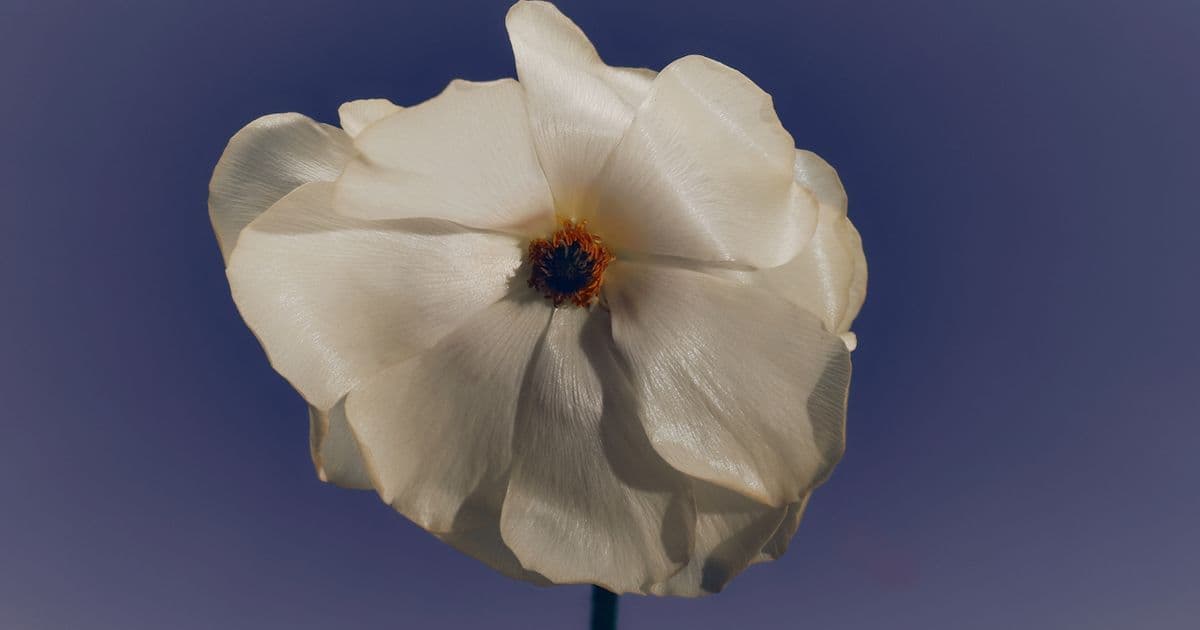 A single white anemone with a dark blue centre, lit against a deep indigo background