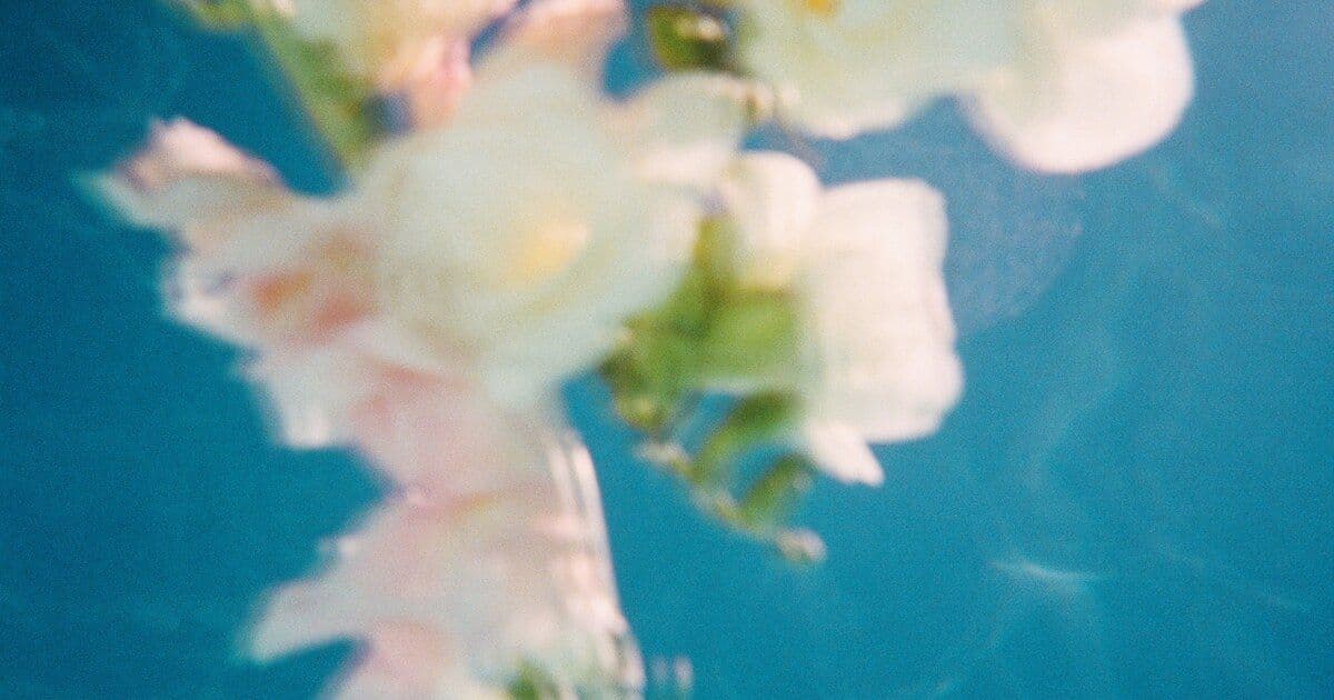 flowers, macro photography, white blossoms
