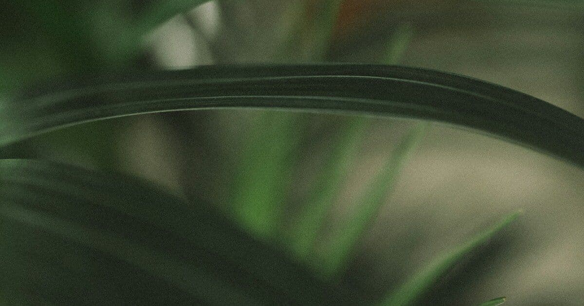 plant leaves, natural texture, botanical detail