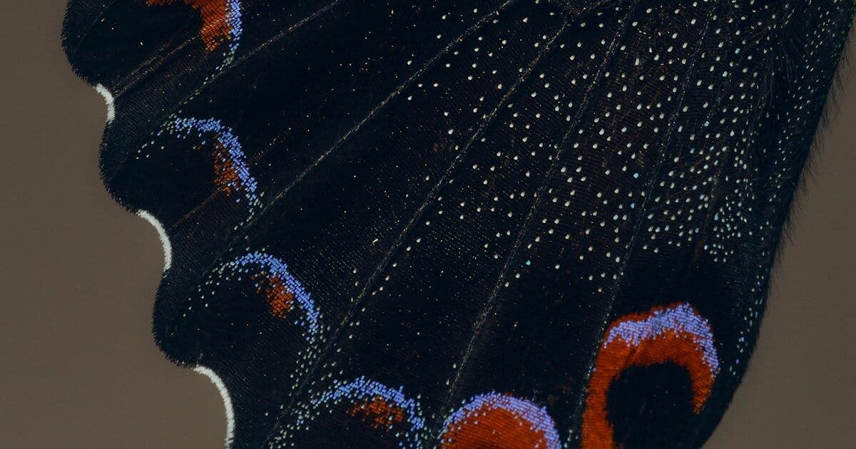 butterfly specimen, wing pattern, eye spots